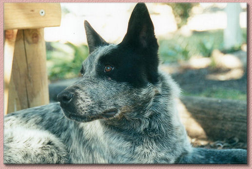 Yondale Glamiston Panda